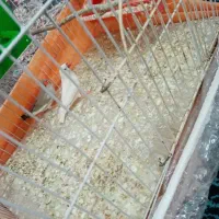 فنچ|پرنده|نیشابور, شهید بهشتی|دیوار