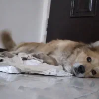 سگ نژاد کورگی اشپیتز|سگ|فردیس, سرحد آباد|دیوار