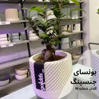 فروش ویژه بونسای جنسینگ|گل و گیاه طبیعی|اصفهان, الهیه|دیوار