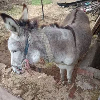 خر ماده گوسفندی|حیوانات مزرعه|بهشهر, |دیوار