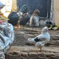 مرغ گلین و گلپایگان تخم گذار