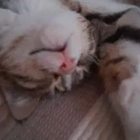 واگذاری گربه نر