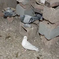 سیزده عدد کفتر در عجب شیر|پرنده|عجب شیر, |دیوار