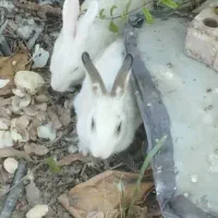 خرگوش نر وبالغ