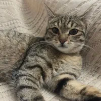 واگذاری بانی خانم دختر ۷ماهه