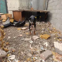 واگذار دوبرمن