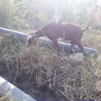 فروش بز|حیوانات مزرعه|آبادان, |دیوار