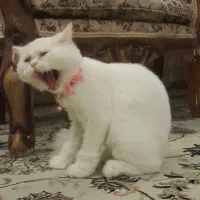 گربه پرشین مادهه