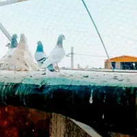 کفتر