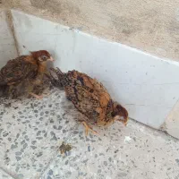 جوجه