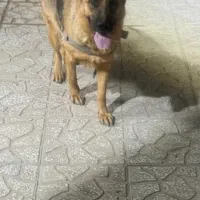 ژرمن شپرد ماده