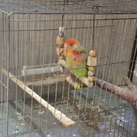 طوطی کوتوله برزیلی|پرنده|تهران, افسریه شمالی|دیوار