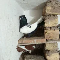 کفتر سینه سیاه جفت