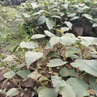 نهال کیوی|گل و گیاه طبیعی|چوبر, |دیوار
