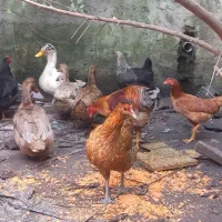 مرغ و خروس محلی تپلو|حیوانات مزرعه|کیاشهر, |دیوار