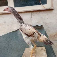 دو عدد لاری اوشامو.۳.۵ماهه