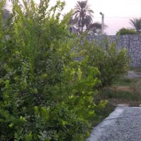 اجاره خونه باغ استخر دار|اجارهٔ کوتاه‌مدت ویلا و باغ|میناب, |دیوار