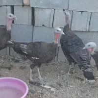 بوقلمون محلی