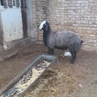 با صرفه و مال بومی ایران میش shali ذات دار|حیوانات مزرعه|تربتحیدریه, |دیوار