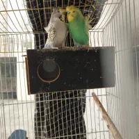 مرغ عشق پروانه ای با اصالت|پرنده|بندرعباس, |دیوار