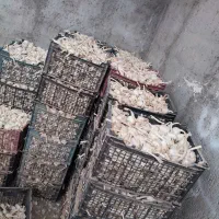 فروش سیر بذری همدان|عمدهفروشی|الوند, |دیوار