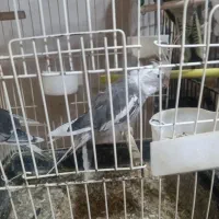 چهار جفت عروس هلندی جوون و بالغ و نطفه دار|پرنده|قشم, |دیوار