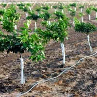 آبیاری قطره‌ای