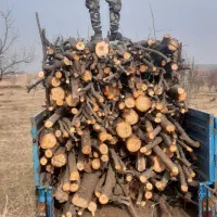 درخت|خدمات باغبانی و درختکاری|خوی, |دیوار