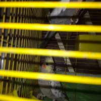 عروس گل باقالی سالم وبه شرط|پرنده|شیرگاه, |دیوار