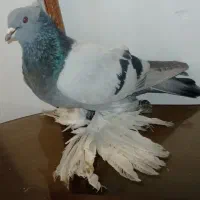 کفتر آبی کاغذی