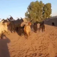 بز و بزغاله|حیوانات مزرعه|قنوات, |دیوار