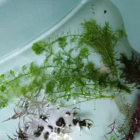 گیاه طبیعی آکواریوم|ماهی|سنندج, |دیوار