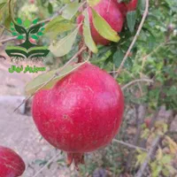 نهال انار ممتاز ساوه|گل و گیاه طبیعی|سبزوار, کهنه آب|دیوار