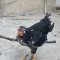 نیمچه گلین زیرمرغی