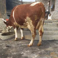 تلیسه سوپر گاو