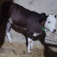 گوساله گاو سیمینتال