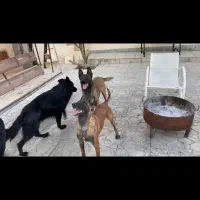 توله مالینویز و هاسکی