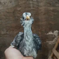 مرغ گلین|حیوانات مزرعه|شیراز, جرسقان|دیوار