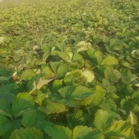 توت فرنگی کاماروس درجه ۱ نی ۸ ملیون