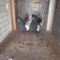 جفت سینه سیاه|پرنده|رفسنجان, |دیوار