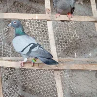 دوتا صید المانی