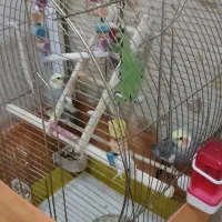 طوطی|پرنده|فردیس, قریشی|دیوار