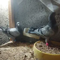 کفتر|حراج|یزد, |دیوار