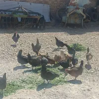 مرغ بومی هیبرید گلپایگانی