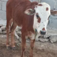 گوساله نر|حیوانات مزرعه|قشم, |دیوار