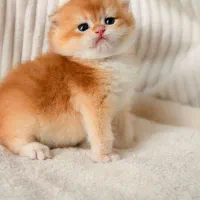 گربه اسکاتیش گلد