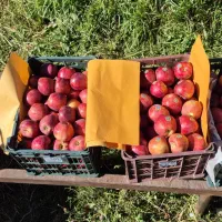 سیب گلدن و رد