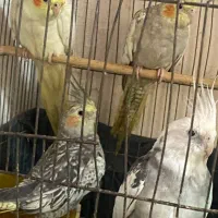 طوطی عروس هلندی|پرنده|رشت, سیا اسطلخ|دیوار