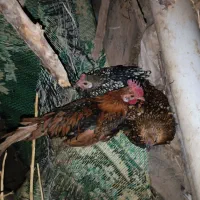 مرغ مینیاتوری