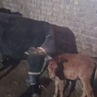 فروش گاو گوساله